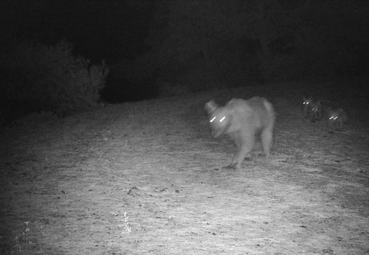 Muğla'da bozayı ile 3 yavrusu fotokapanla görüntülendi