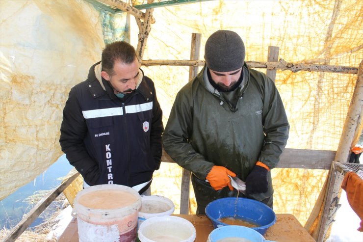 Van'da alabalık sağımı yapıldı