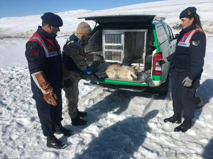 Erzurum'da jandarmanın yaralı bulduğu kurt tedaviye alındı