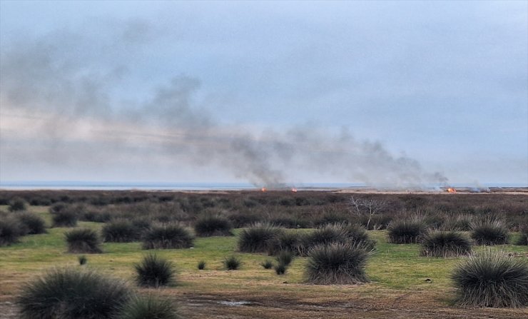 GÜNCELLEME - Kızılırmak Deltası Kuş Cenneti'nde çıkan yangın kontrol altına alındı