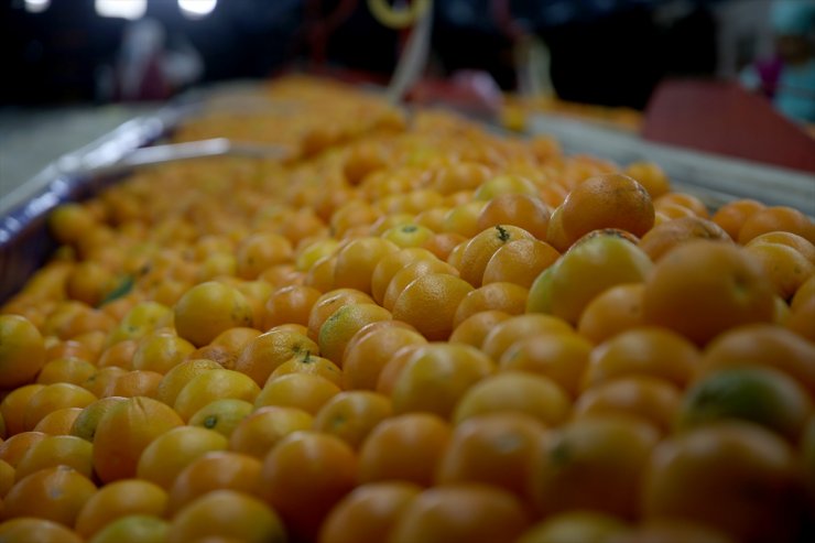 Muğla'da tarımsal üretim ve ihracatından elde edilen gelir arttı