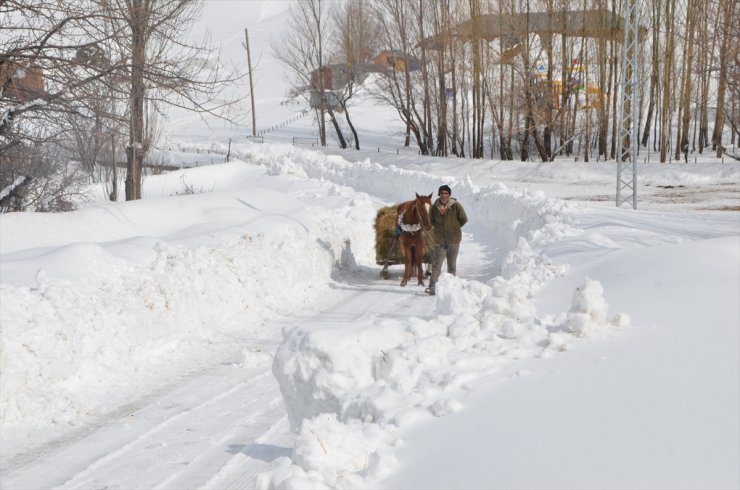 Muş'ta karla kaplı köylerde besiciler hayvanlarına kızakla ot taşıyor