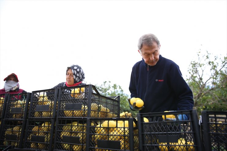 Hatay Valisi Mustafa Masatlı'dan depremzede limon üreticilerine destek