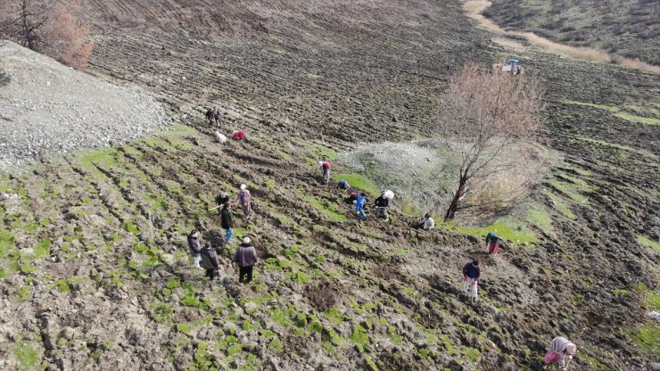 Gaziantep'te yanan 15 bin ağacın yerine 150 bin fidan dikiliyor