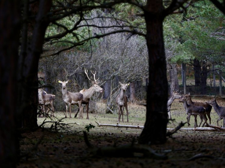Koruma altındaki kızıl geyikler Samsun'da yetiştirilerek doğaya salınıyor