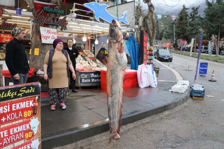 Amasya'da 2,1 metre boyunda 70 kilogram ağırlığında yayın balığı avlandı