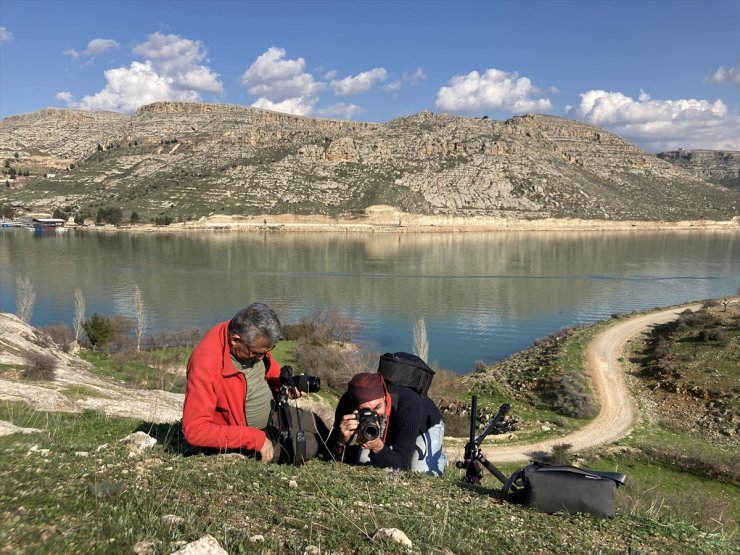 Fırat Nehri kıyısında açan çiçekler fotoğraflandı