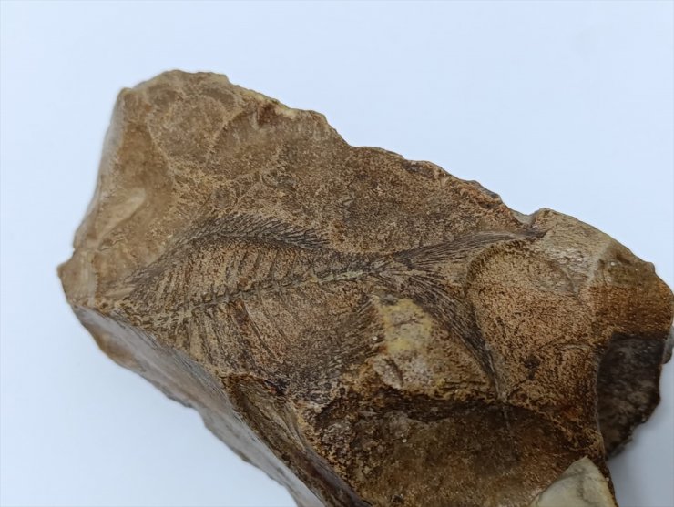 Adıyaman'da Orta Miyosen Dönemi'ne ait balık fosili bulundu