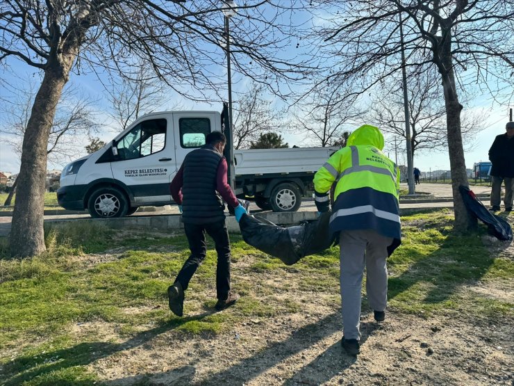 Çanakkale'de ölü yavru yunus sahile vurdu