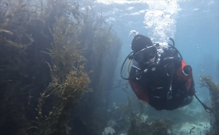 Norveç'te dalış yapan akademisyen deniz kestanelerinin yosun ormanlarındaki istilasını görüntüledi