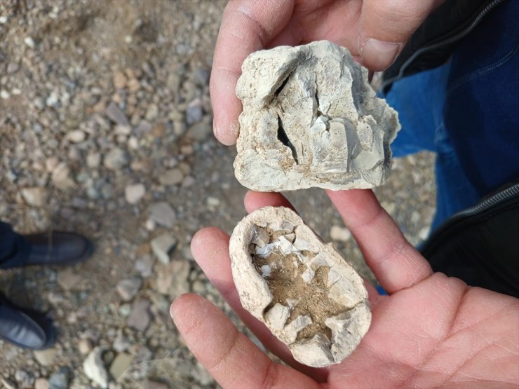 Niğde'de "dinozor fosili" sanılan kalıntılar traverten çıktı