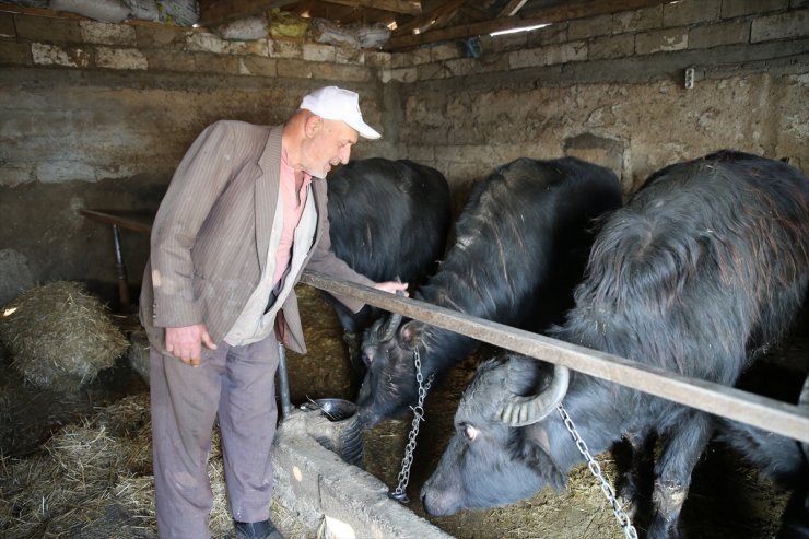 Edirneli besici devlet desteğiyle yetiştirmeye başladığı mandaların sayısını artırmak istiyor