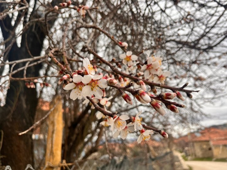 Burdur'da badem ağaçları erken çiçek açtı