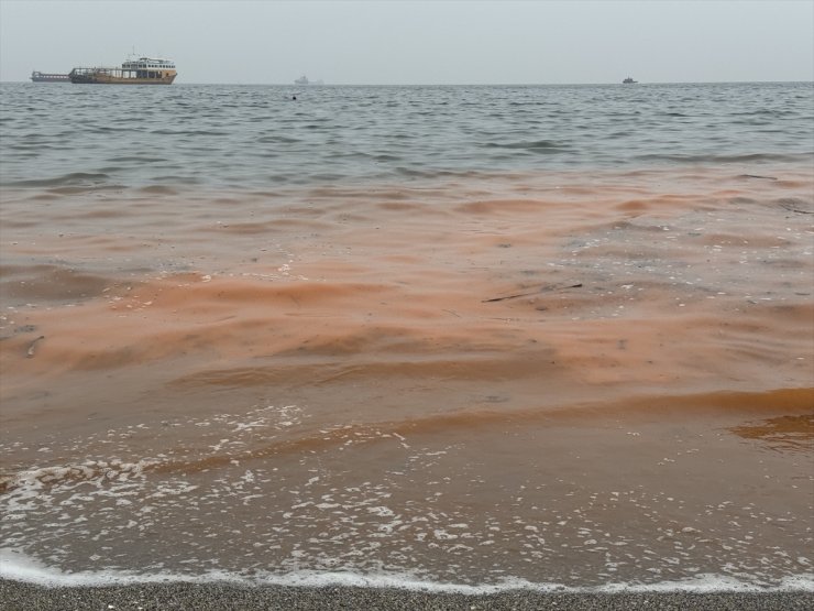 Tekirdağ'da planktonların çoğalmasıyla deniz suyu yer yer renk değiştirdi