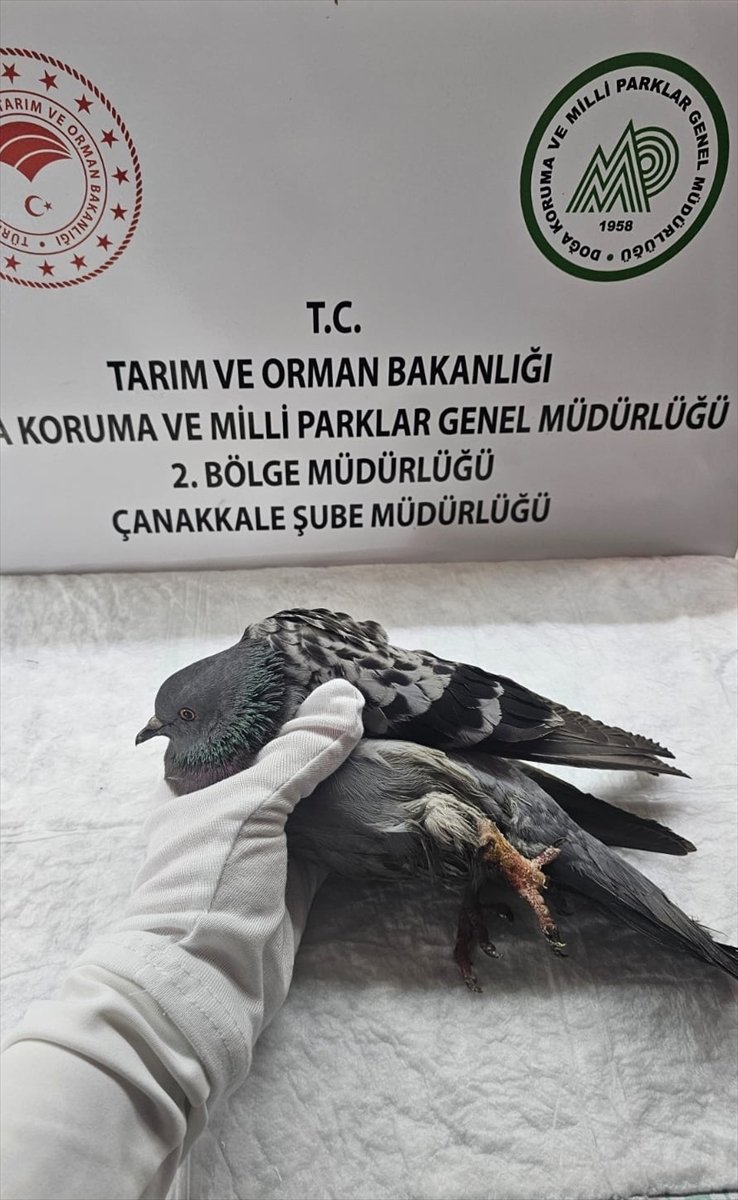 Çanakkale'de yaralı bulunan güvercinin sol bacağı ampute edildi