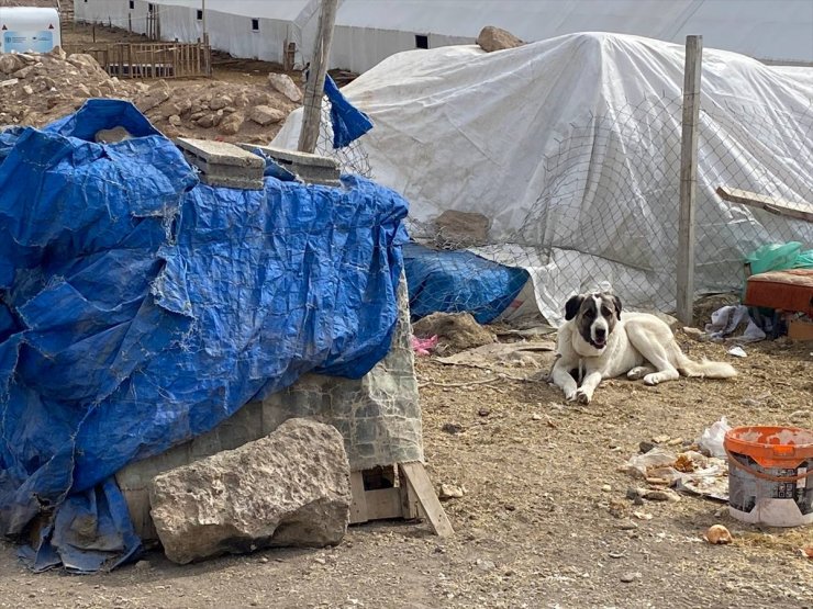 Kayseri'de çoban köpeğinin saldırdığı çocuk yaralandı