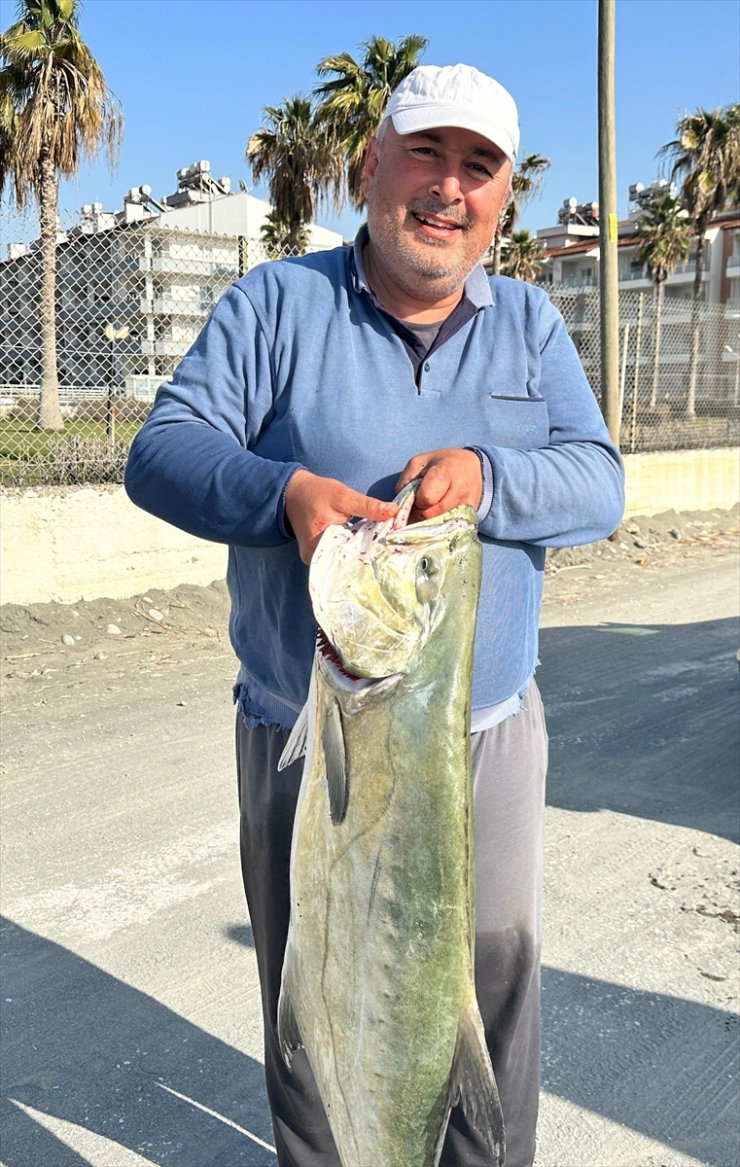 Hatay'da amatör balıkçının oltasına yaklaşık 20 kilogramlık çatalkuyruk takıldı