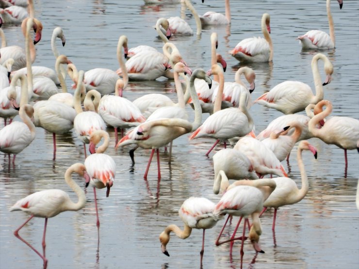 Ilıman geçen kış mevsiminde flamingolar Gelingüllü Barajı'na erken geldi