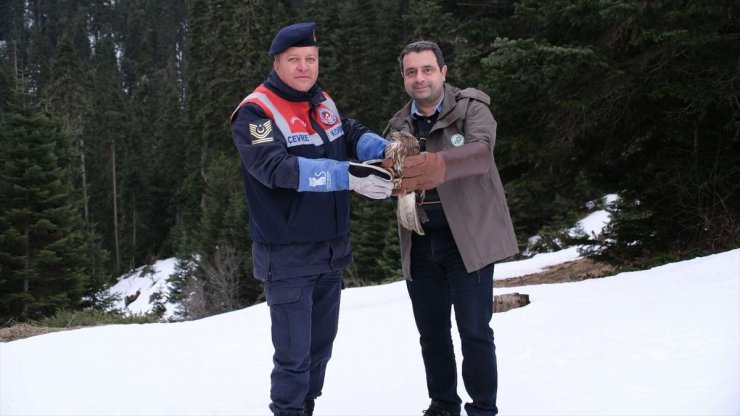 Ilgaz Dağı'na yem bırakıldı, tedavisi tamamlanan kızıl şahin doğaya salındı