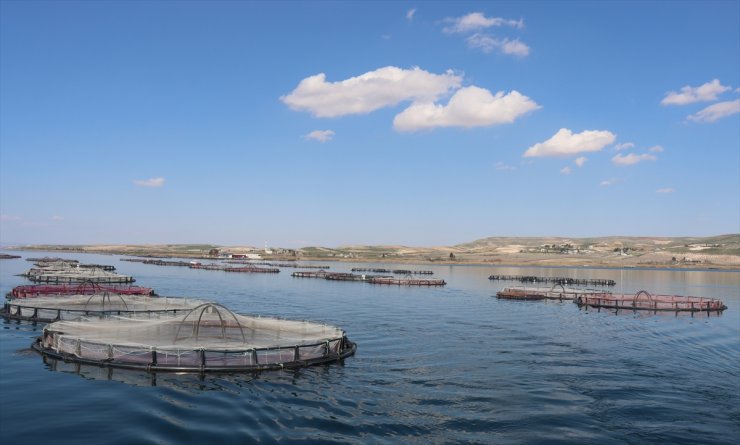 Devlet desteğiyle üretimini artırdı, Şanlıurfa'dan Rusya'ya balık ihracatına başladı