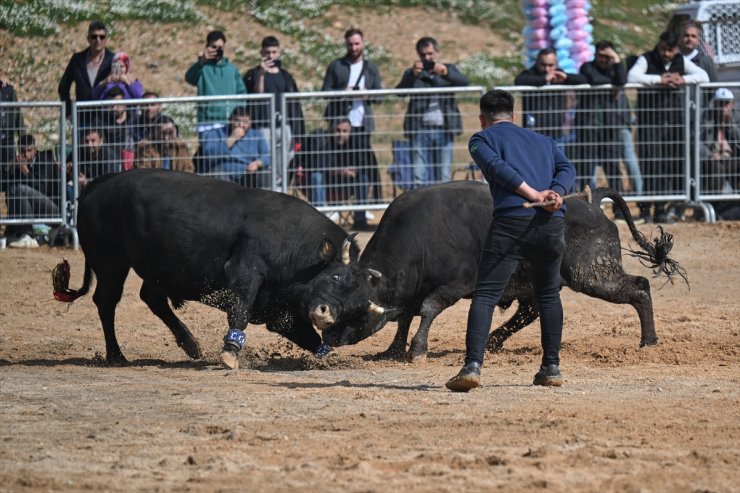 İzmir'de boğa güreşleri düzenlendi