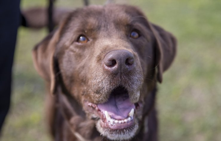 Arama kurtarma köpeği "Moka" her gün 3 saatlik eğitimle olası afetlere hazırlanıyor