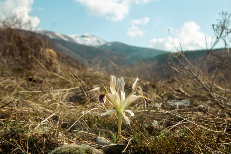 Beydağı'nın eteklerinde nevruz çiçekleri açtı