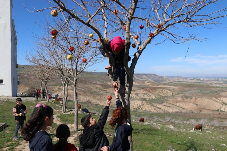 Batman'da ilkokul öğrencileri kuşlar için ağaç dallarına elma astı