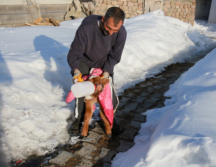 Ardahan'da burun ve dudağı eksik doğan buzağı biberonla besleniyor