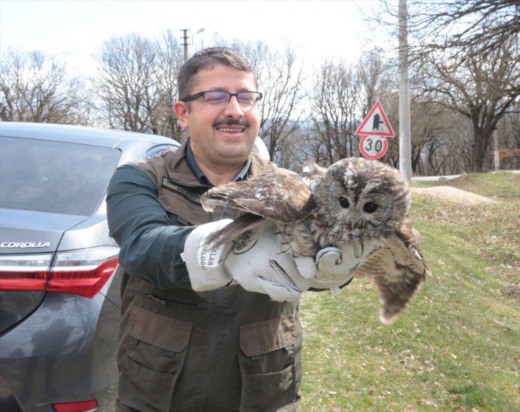 Bolu'da yaralı bulunan baykuş tedavi edilerek doğaya salındı