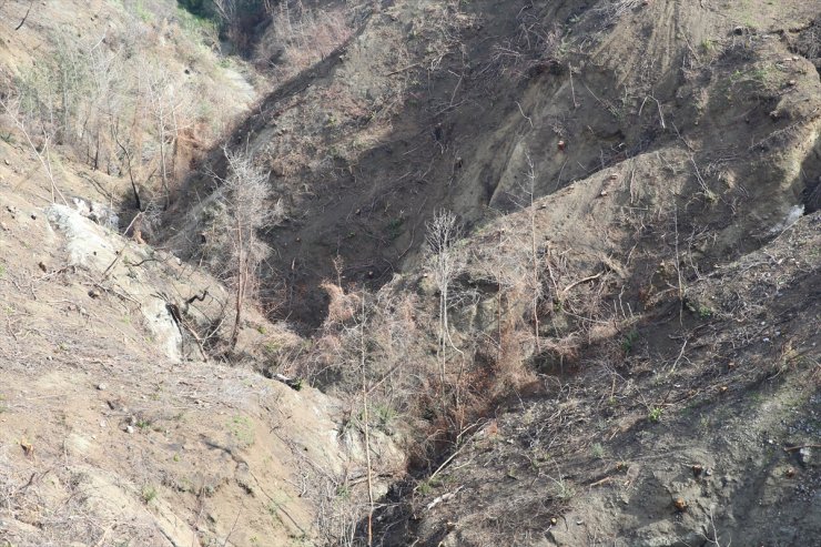 Hatay'da geçen yıl yanan 663 hektar ormana 6 ton kızılçam tohumu ekildi