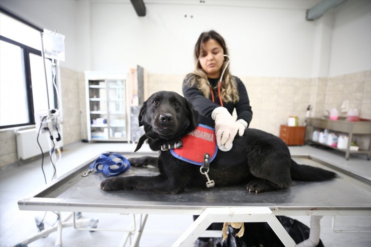 Jandarmanın dedektör köpeklerinin sağlık kontrolleri ve tedavisi uzman ellerde yapılıyor