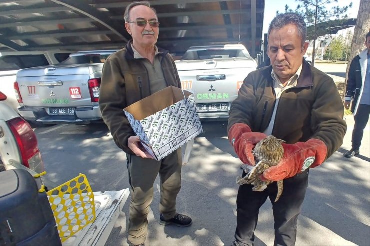 Kayseri'de yaralı bulunan kulaklı orman baykuşu tedaviye alındı