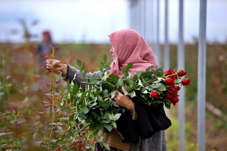 Köylü kadınlar, kurdukları gül serasını 4 yılda 4 kat büyüttü