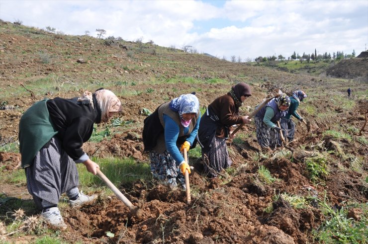 Adana ve Mersin'de Dünya Ormancılık Günü kapsamında fidan dikimi yapıldı