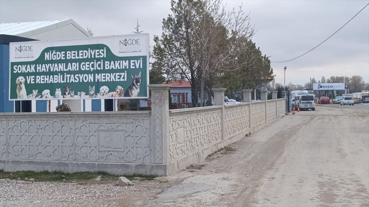 Niğde'de dövüştürülürken kurtarılan 2 köpek, tutuldukları barınaktan çalındı