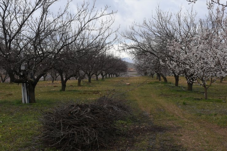 Malatya'da çiçek açan kayısı ağaçlarına zirai don uyarısı