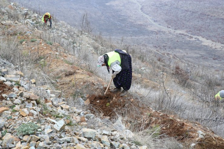 Denizli'de yangında zarar gören ormanlık alana 745 bin fidan dikildi