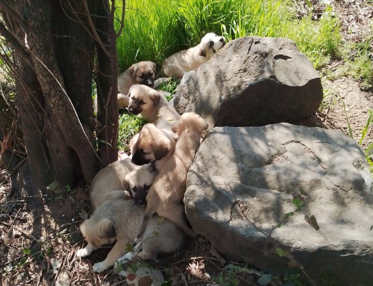 Edirne'de çuvallar içinde terk edilen 14 köpek yavrusu barınağa alındı