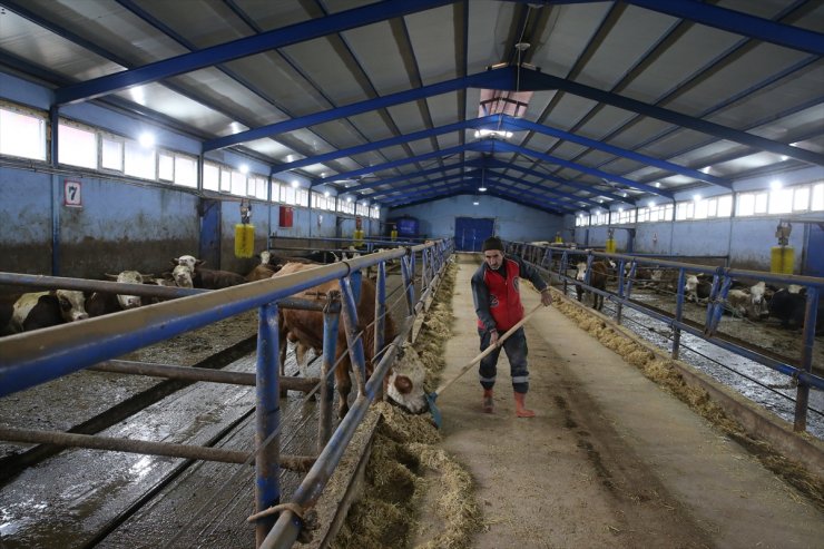 Tokatlı çiftçi TKDK'nin hibe desteğinde 100 büyükbaş hayvanla besiciliğe başladı