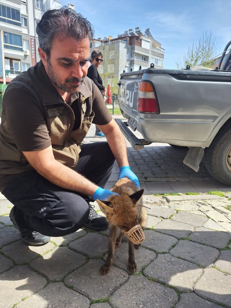 Balıkesir'de baygın bulunan tilki korumaya alındı