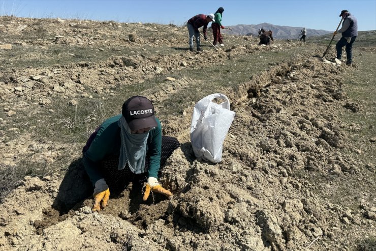 Elazığ'da Amerikan tuz çalısı ile mera ıslah çalışması yapıldı