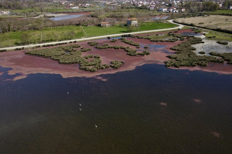 Kızıl eğrelti otları Kızılırmak Delta'sında su yüzeylerini kapladı