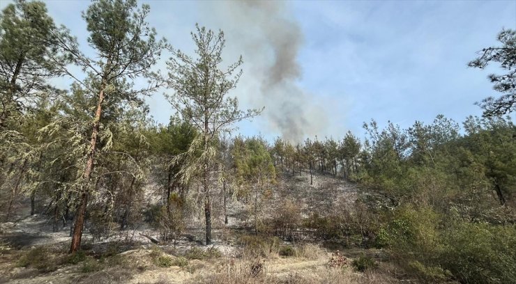 Sinop'ta çıkan orman yangınında 5 hektarlık alan zarar gördü