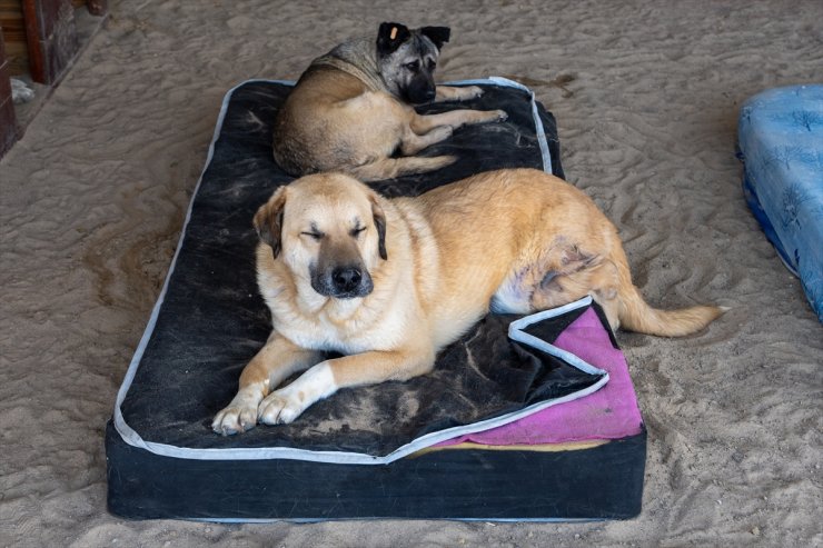 "Yaşa Pati" 300'den fazla engelli köpeğe umut oldu