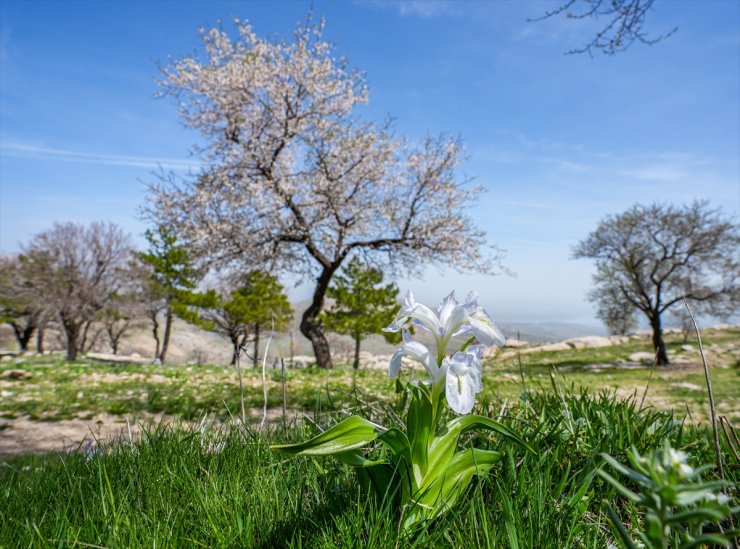 Diyarbakır'da açan endemik makam çiçekleri ve ters laleler doğaya renk kattı