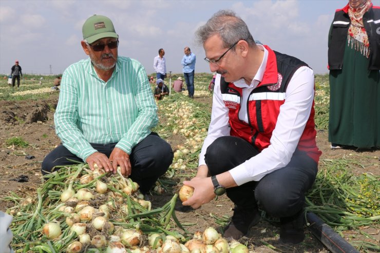 Adana'da turfanda soğan hasadı başladı