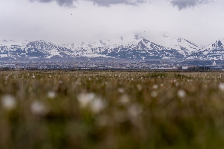 Erzurum'da baharın müjdecisi kardelenler açmaya başladı