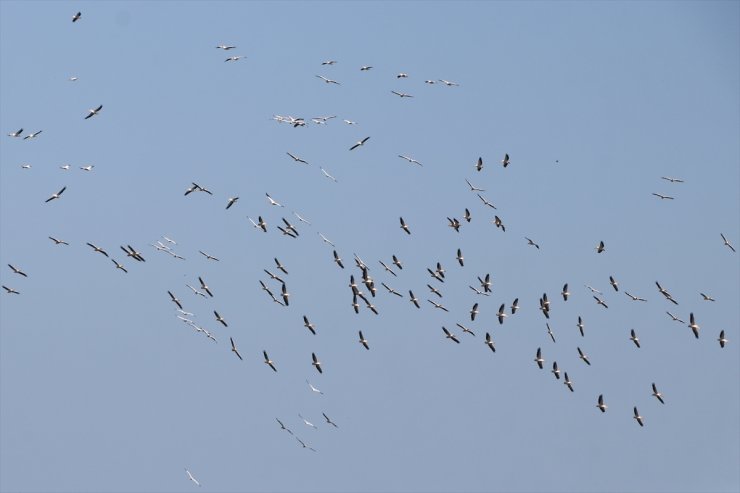 Tekirdağ'da göç eden pelikanlar görüntülendi