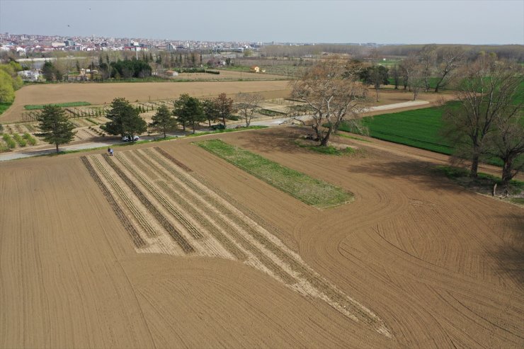 Edirne'de deneme bahçesinde yetiştirilen tıbbi aromatik bitkiler çiftçilere örnek oluyor